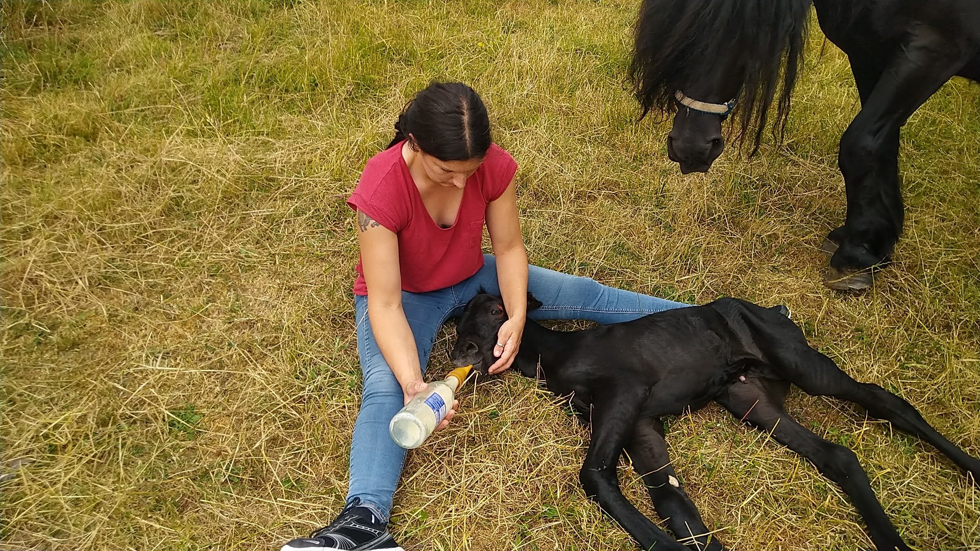 Lucky le Merens quelques heures après sa naissance nourrit au biberon (lait de sa maman Marquise) par nounou afin d'être sauvé. 