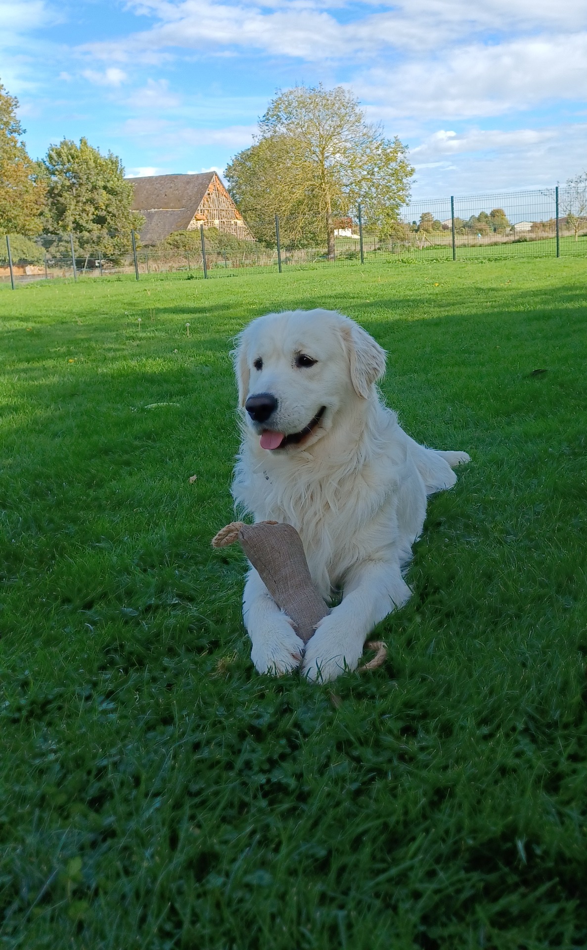 Stark - Golden Retriever blanc