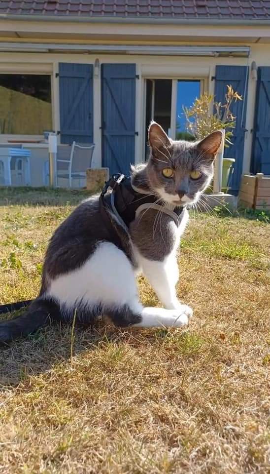 Side - chat européen 