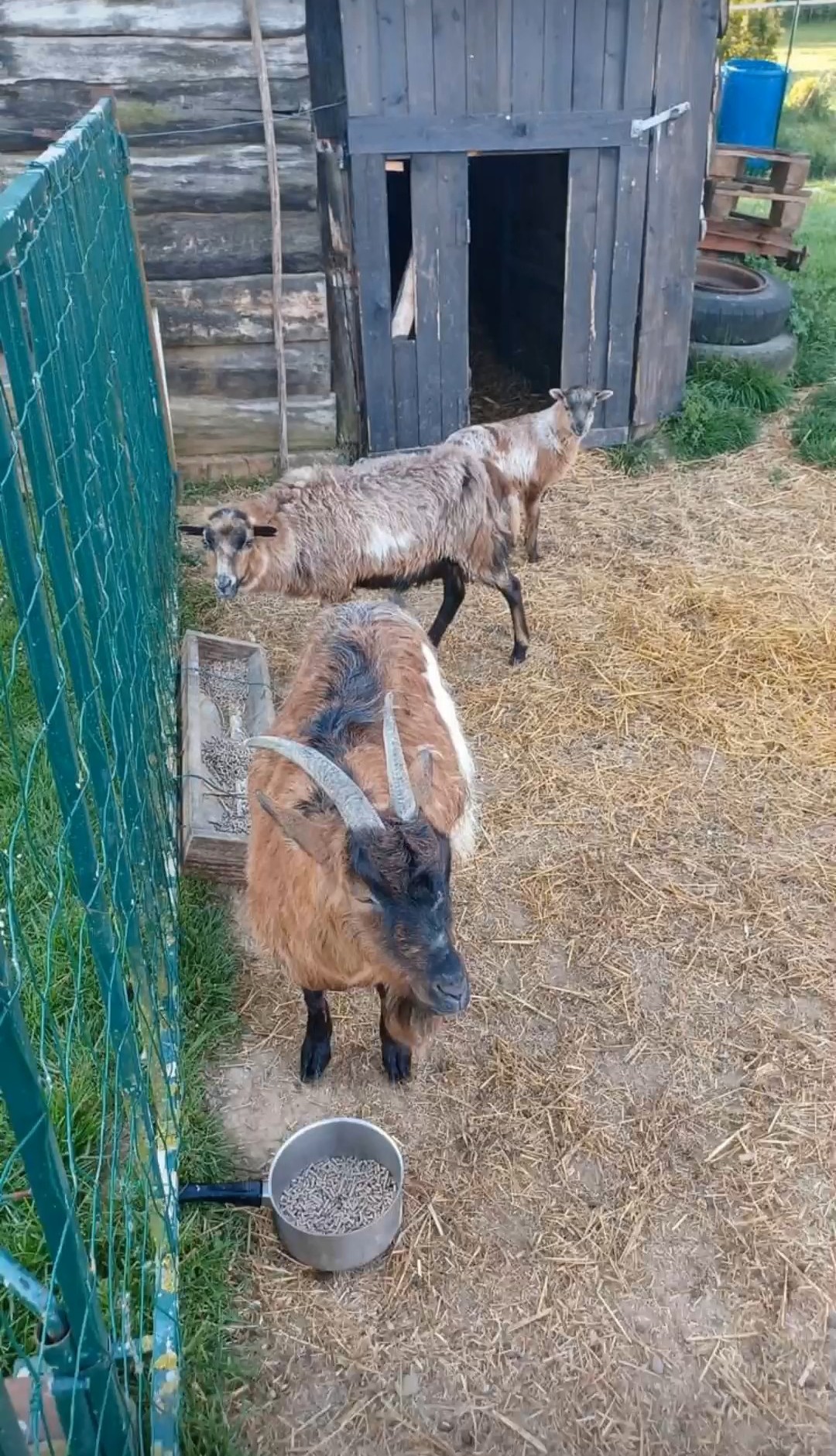 Chèvres du Cameroun - Zébulon, Aglaé et sa fille