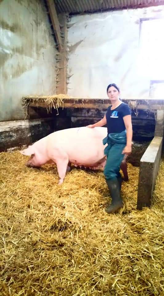 Nourrissage et paillage des truies